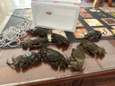 【活蟹】湖鮮陽澄 大閘蟹 去繩足重 2.3-2.6兩 8只 鮮活六月黃現(xiàn)貨超大螃蟹水產(chǎn)禮盒裝 曬單實拍圖