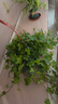 綠有意金邊常春藤盆栽水培花卉植物室內(nèi)垂吊蘭綠植好養(yǎng)常青長青藤 4盆精品165#常春藤35-60cm 帶盆栽好 曬單實(shí)拍圖