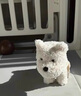 babycare西高地毛絨電動(dòng)玩偶安撫玩具電子寵物送女生七夕情人節(jié)禮物口令狗 【萬人購(gòu)買】西高地+魅力貝雷套裝 曬單實(shí)拍圖