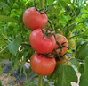 諸氏橙品【有機(jī)】西紅柿 虎眼番茄 沙瓣鐵皮西紅柿子新鮮時(shí)令孕婦水果整箱 【有機(jī)虎眼番茄】 1.5kg 風(fēng)味濃郁 曬單實(shí)拍圖