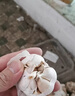 高品質(zhì)山東紫皮大蒜頭干蒜批發(fā)紅皮蒜子特大號火鍋配料官方店旗艦 含箱1500g大果實(shí)惠裝40-50mm 曬單實(shí)拍圖