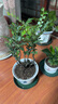 御春閣小葉紫檀樹苗黑骨茶室內(nèi)陽臺盆栽花卉綠植耐寒四季常青微景觀樁形 大號5根一盆30厘米高左右 曬單實(shí)拍圖
