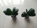 君子蘭圓頭和尚小苗短葉寬葉元寶君子蘭室內(nèi)客廳植物花卉盆栽Y 君子蘭5-6片葉子 原盆原土 曬單實(shí)拍圖
