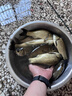 久巖無結(jié)金海夕子線雙鉤成品野釣鯽鯉魚鉤子綁好正品翹嘴專用子線 60cm無結(jié)金海夕無刺【鉤8線2.0】 無規(guī)格 曬單實(shí)拍圖