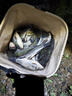 神鯊神鯊5.4米短節魚(yú)竿手竿溪鋒月溪流竿超輕超硬28調釣魚(yú)桿野釣漁具 曬單實(shí)拍圖