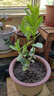 香水檸檬樹(shù)苗盆栽嫁接四季綠植帶花果苗室內陽(yáng)臺庭院地栽花卉植物 4年苗【拍下備注品種】 40cm(含)-50cm(不含) 曬單實(shí)拍圖