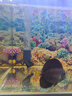 魚缸背景貼紙5d高清畫立體畫海底世界3d水族箱造景裝飾壁紙自粘紙 03.彩色珊瑚和魚 寬80cm-高50cm【送刮板】 曬單實拍圖