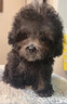 泰迪幼犬純種灰泰迪貴賓犬茶杯犬長(cháng)不大小體狗小型犬活體狗寵物狗 寵物級 灰泰迪 公 曬單實(shí)拍圖