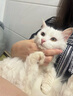 FACE VET【順豐空運/次日達(dá)】臉譜傳福大師貓傳腹干濕性傳染性腹膜炎腹水 12粒/瓶（防偽可查） 12粒/瓶 曬單實拍圖