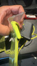 牧高笛（MOBIGARDEN）逐浪浮力手機防水袋可觸屏防水套游泳漂流潛水 NX25691004 青檸綠 曬單實拍圖
