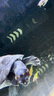 森森（SUNSUN）森森PID加熱棒魚缸加熱器自動恒溫電熱棒水族大功率加溫棒 1000W幻影變頻省電款(超溫保護(hù)/離水?dāng)嚯? 曬單實拍圖