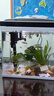 長(cháng)銳魚(yú)缸一體缸自循環(huán)免換水家用客廳桌面小型金魚(yú)缸超白玻璃養魚(yú)缸 超白CRV280標準款+小水榕景（真水草） 曬單實(shí)拍圖