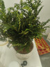 京云夢(mèng)清香木防蚊蟲(chóng)驅蚊草綠植盆景辦公室桌面四季好養活清香胡椒木盆栽 清香胡椒木+水紋陶瓷盆 曬單實(shí)拍圖