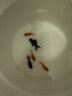 金魚觀賞魚活體小金魚冷水魚淡水好養(yǎng)耐活貨國風純種魚苗獅子頭魚 4-5CM隨機金魚5條 曬單實拍圖