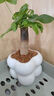 綠有意綠植盆栽多肉花卉盆栽植物室內(nèi)桌面水培綠植辦公室客廳植物懶人 發(fā)財(cái)樹（招財(cái)聚福） 帶盆帶土發(fā)貨 曬單實(shí)拍圖