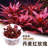 瘋狂水草（FKSC）無菌杯魚缸水草造景植物莫斯陰性草缸日本珍珠草魚缸綠植真水草 日本珍珠草 曬單實(shí)拍圖