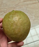 京鮮生 紅心珍珠芭樂 番石榴 凈重3斤 單果150g+ 生鮮水果水果禮盒 曬單實拍圖