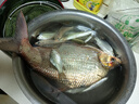 黑針金袖魚(yú)鉤散裝日本進(jìn)口正品細(xì)條極細(xì)釣魚(yú)鉤鯽魚(yú)鉤魚(yú)勾有無(wú)倒刺 金袖有刺【50枚】 1號(hào) 曬單實(shí)拍圖