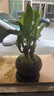 幼薇富貴竹室內(nèi)植物節(jié)節(jié)高桌面綠植帶根好養(yǎng)步步高花卉文昌竹客廳盆栽 富貴竹叢林+紫砂盆+圓形底盤 帶盆栽好 曬單實(shí)拍圖