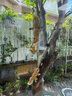 風(fēng)草集戶外花園裝飾掛件仿真松鼠攀爬樹(shù)上庭院露臺(tái)陽(yáng)臺(tái)動(dòng)物布置擺件 母子松鼠吊繩 曬單實(shí)拍圖
