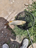 釣魚(yú)王子線(xiàn)雙鉤狼牙競技黑坑防纏繞全套綁好釣魚(yú)鉤仕掛 雙鉤8#線(xiàn)1.0-1.2 曬單實(shí)拍圖