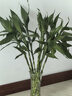 花行榜 富貴竹大葉水培轉(zhuǎn)運竹綠植盆栽花卉 10支70-80cm+六角瓶源頭直發(fā) 曬單實拍圖