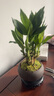 幼薇富貴竹室內(nèi)植物節(jié)節(jié)高桌面綠植帶根好養(yǎng)步步高花卉文昌竹客廳盆栽 富貴竹叢林+紫砂盆+圓形底盤 帶盆栽好 曬單實(shí)拍圖
