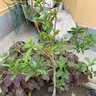 湃點(diǎn)桂花樹(shù)苗濃香型桂花盆栽地栽金桂庭院園林造景金桂1cm粗 源頭直發(fā) 曬單實(shí)拍圖