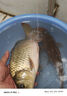 壹條魚(yú)兒曾大盆快意江湖大混養液小藥黑坑休閑鯉鯽鳊拉餌散炮通用釣魚(yú)餌料 快意江湖 大混養900g【1包】 曬單實(shí)拍圖