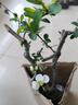 京厽西府海棠花盆栽四季真垂絲樹(shù)苗庭院多花地栽花卉花園不支持退貨 掌柜讓利復(fù)色海棠3年苗徑1.3-1.5厘米原土球發(fā) 不含盆 曬單實(shí)拍圖