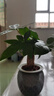 【帶盆高度約15-25cm】發(fā)財樹盆栽室內植物客廳辦公室自吸水好養(yǎng) 單桿發(fā)財樹+鉆紋球自吸水盆 花盆直徑約10cm 曬單實拍圖