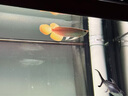 金龍魚(yú)活魚(yú)印尼紅龍魚(yú)辣椒紅龍魚(yú)超血紅龍活體苗古典金龍練手龍魚(yú) 賽級——大湖紅龍【包發(fā)色】 40-50cm【芯片證書(shū)齊全】 曬單實(shí)拍圖