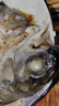黃小漁寧德三去海鱸魚(yú) 3.6斤/3條 冷凍開(kāi)背鱸魚(yú) 生鮮 深海魚(yú)類(lèi)源頭直發(fā) 曬單實(shí)拍圖