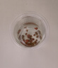 觀賞螺 蘋果螺 魚缸除藻清潔活體寵物好養(yǎng)易活 *蘋果螺0.5-0.8cm  4+2備損 曬單實(shí)拍圖
