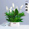 植男植女一帆風順年宵花卉綠植盆栽白掌室內(nèi)好養(yǎng)凈化空氣美化環(huán)境源頭直發(fā) 曬單實拍圖