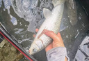 JCZS氨基酸生鮮嫩玉米釣魚餌料野釣鯉魚草魚鳊魚翹嘴專用打窩釣餌黑坑 瓶裝220g爆護(hù)大瓶裝 曬單實拍圖
