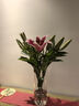 香水百合鮮花云南昆明直發(fā)基地插花家用水養(yǎng)辦公室黃天霸客廳木門 活動1：粉色單頭10支/大頭精品 中通快遞/驛站自提 曬單實拍圖