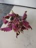 彩葉草凈化空氣喜陽耐曬綠植庭院陽臺花好看好養(yǎng)五彩蘇觀葉盆栽 金邊彩葉草原盆2盆 曬單實拍圖