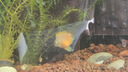YEE魚糧飼料 魚食小顆粒小型魚糧魚食通用型營養(yǎng)三拼190g/瓶 曬單實拍圖