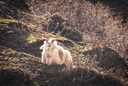 適馬（SIGMA） Art 適馬85mm F1.4 DG DN 全畫幅微單 大光圈定焦鏡頭人像鏡頭 索尼E口 官方標配 曬單實拍圖