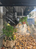 JJTOOP全光譜軌道植物專用補(bǔ)光燈室內(nèi)模擬太陽(yáng)光燈魚缸綠植生長(zhǎng)燈日光燈 B款-30W-5000K日光（軌道需另拍) 曬單實(shí)拍圖