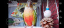 HARRISON'S BIRD FOODS高能小顆粒滋養(yǎng)丸鳥糧哈里森（1磅/454克）有效期至26年9月 曬單實拍圖