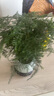 京云夢(mèng)文竹盆栽植物室內辦公室四季常青吸甲醛盆景+白色冰裂源頭直發(fā) 曬單實(shí)拍圖