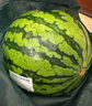 【產(chǎn)地直采】麒麟奶油西瓜 約5.5kg 曬單實(shí)拍圖