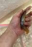 老牌漁場(chǎng)紅龍魚銀龍魚金龍魚或觀賞魚魚苗 一公一母【盲盒發(fā)貨】 曬單實(shí)拍圖