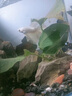 ZOZX德國品質(zhì)魚(yú)缸除藻劑去苔劑凈青苔清除劑褐藻去除神器綠水綠藻絲藻 高分子濃縮【3瓶300?！烤G藻不再生 曬單實(shí)拍圖