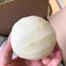 橙小士安徽碭山青翠冠梨子酥梨新鮮水果正宗青梨當(dāng)季整箱皇冠雪梨 3斤優(yōu)選大果【單果半斤以上】 曬單實(shí)拍圖