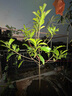 黃晶果樹(shù)苗嫁接苗6號四季當年結果南方耐寒大黃寶石冬蜜黃金果苗 精品冬蜜黃晶果嫁接2年苗【帶原杯原土】 50cm(含)-60cm(不含) 曬單實(shí)拍圖