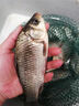 久巖丸世魚鉤鯽魚鉤長柄歪嘴有刺成品子線雙鉤綁好防纏繞 45cm丸世歪嘴有刺【鉤10線1.5】 曬單實拍圖