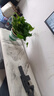 雙盟綠蘿盆栽除甲醛花卉綠植辦公室新房凈化空氣180加侖4盆裝源頭直發(fā) 曬單實拍圖